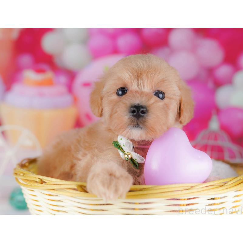 販売中の千葉県のマルプー:マルチーズ×トイプードル-428712