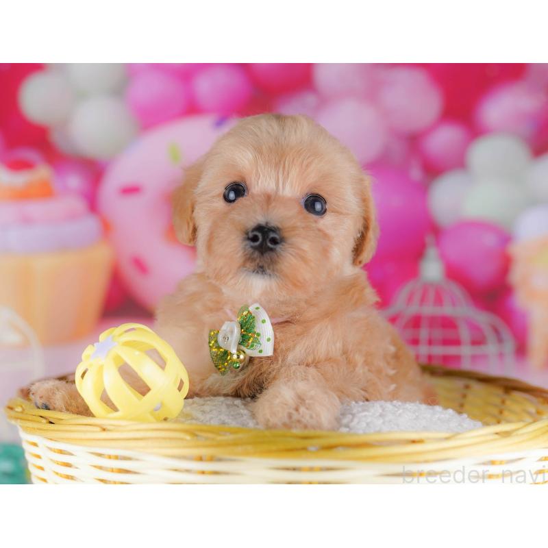 販売中の千葉県のマルプー:マルチーズ×トイプードル-428712の7枚目