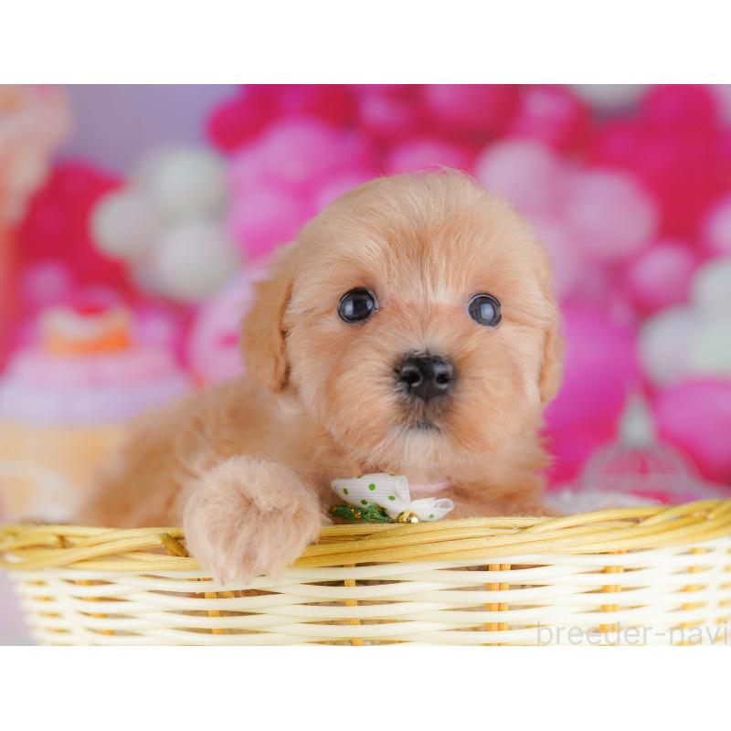 販売中の千葉県のマルプー:マルチーズ×トイプードル-428712の5枚目