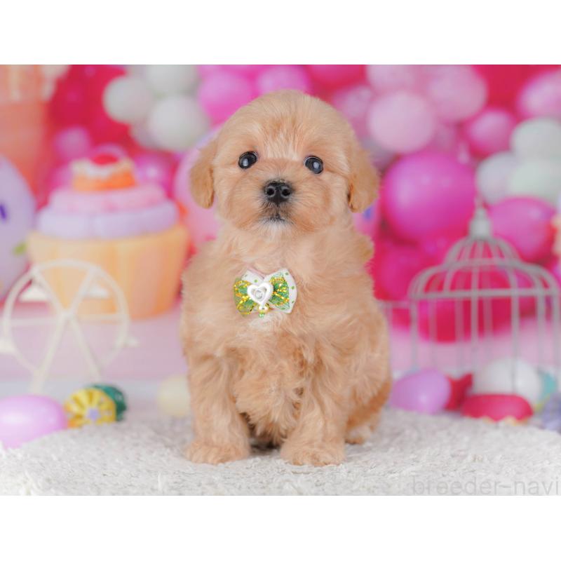 販売中の千葉県のマルプー:マルチーズ×トイプードル-428712の4枚目