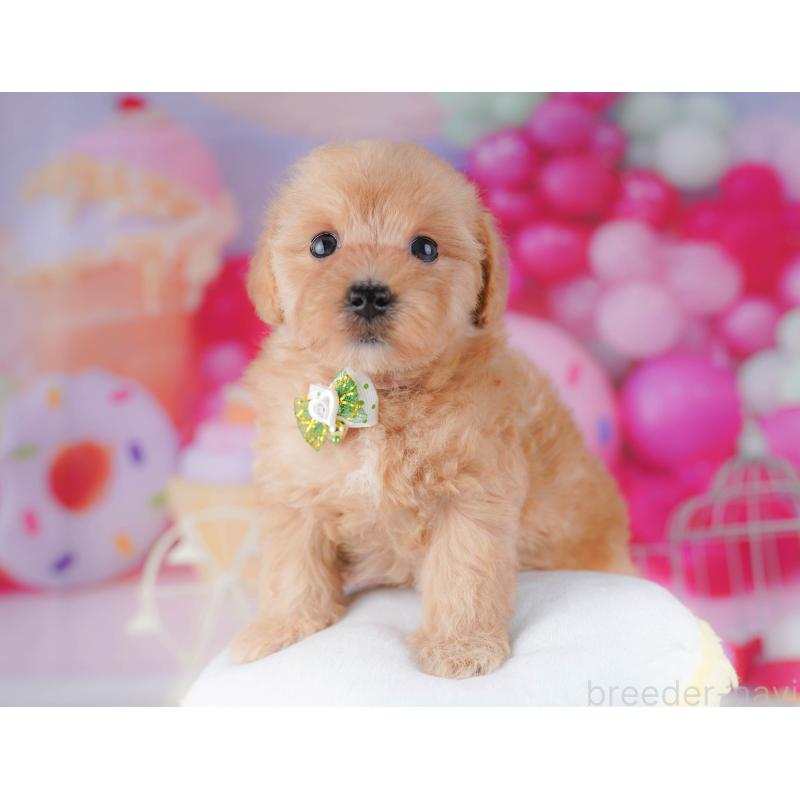 販売中の千葉県のマルプー:マルチーズ×トイプードル-428712の3枚目