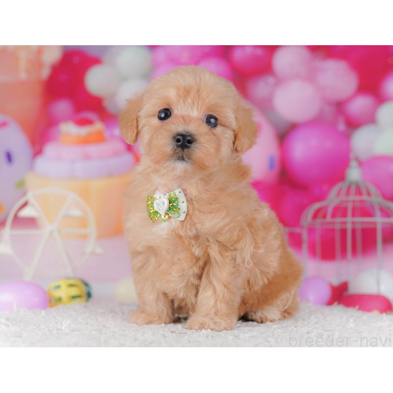 販売中の千葉県のマルプー:マルチーズ×トイプードル-428712の2枚目