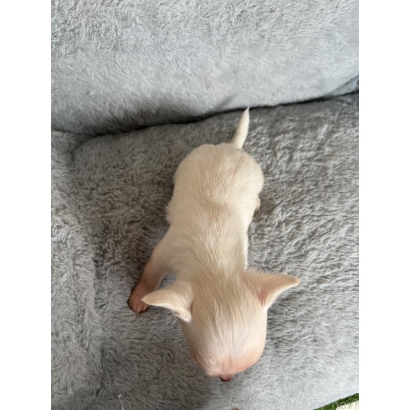 販売中の福岡県のチワワ(ロングコート)-428714の3枚目