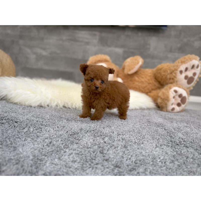 販売中の滋賀県のティーカッププードル-428713の7枚目