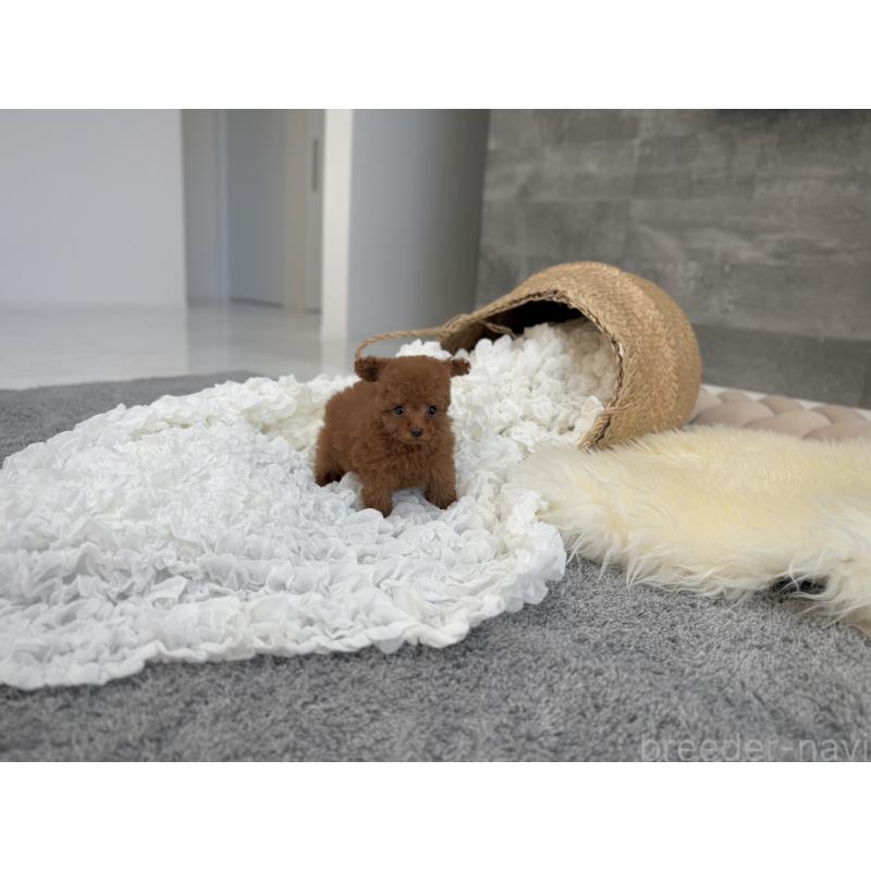 販売中の滋賀県のティーカッププードル-428713の6枚目