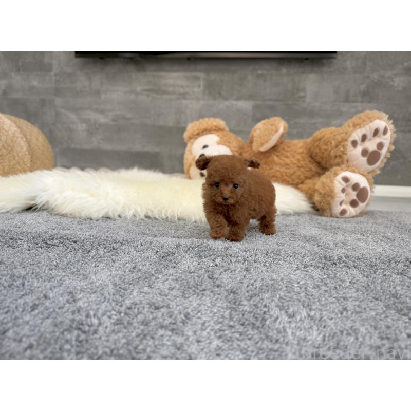 販売中の滋賀県のティーカッププードル-428713の5枚目