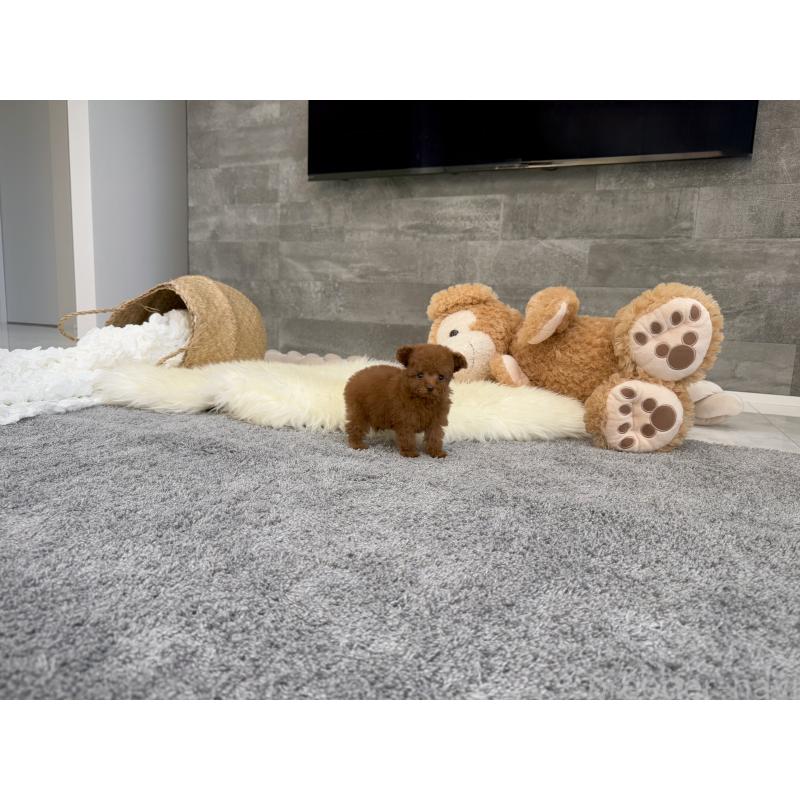 販売中の滋賀県のティーカッププードル-428713の3枚目