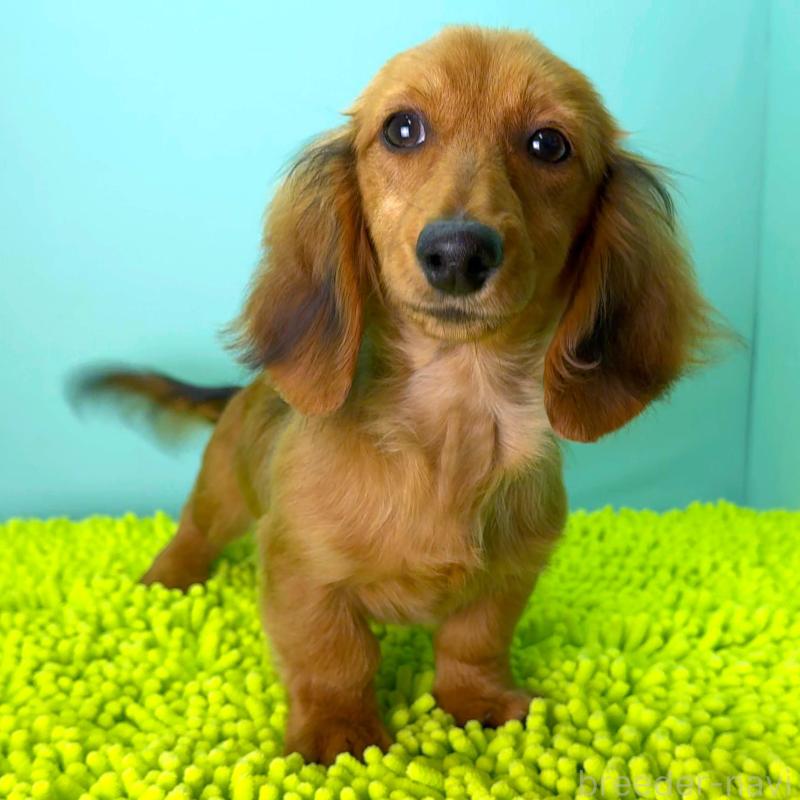 成約済の栃木県のミニチュアダックスフンド(ロングヘアード)-409515の10枚目