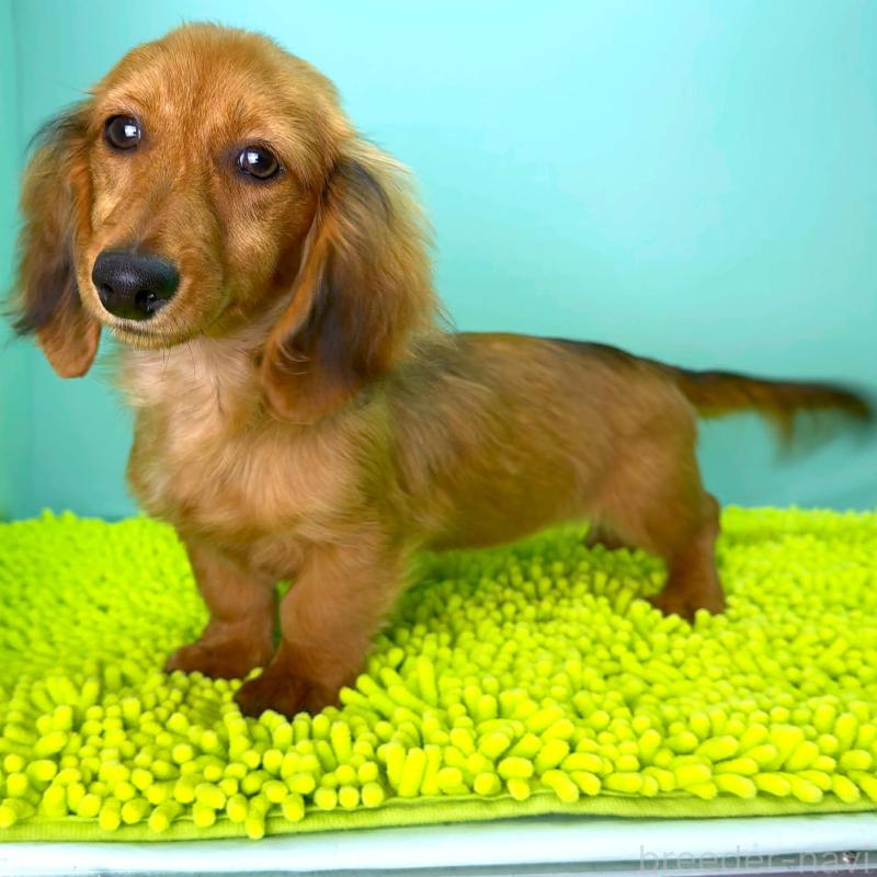 成約済の栃木県のミニチュアダックスフンド(ロングヘアード)-409515の9枚目