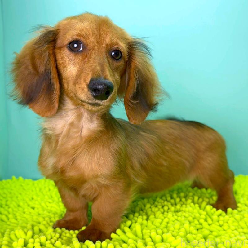 成約済の栃木県のミニチュアダックスフンド(ロングヘアード)-409515の8枚目