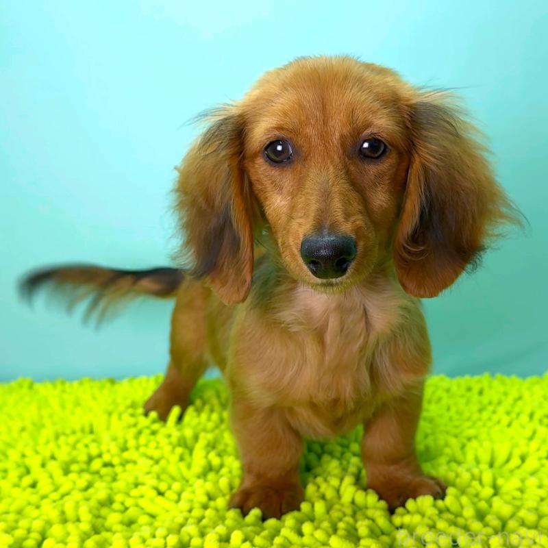 成約済の栃木県のミニチュアダックスフンド(ロングヘアード)-409515の7枚目