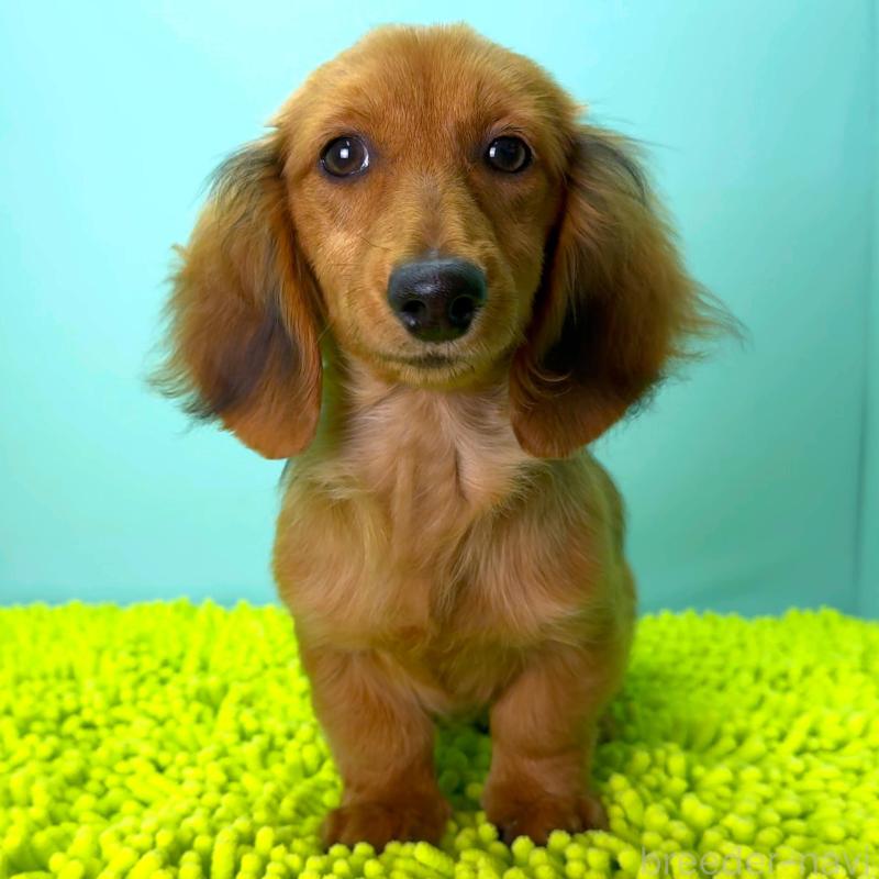 成約済の栃木県のミニチュアダックスフンド(ロングヘアード)-409515の6枚目