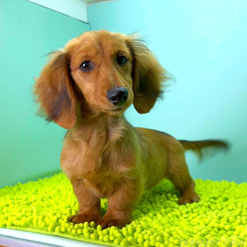 販売中の栃木県のミニチュアダックスフンド(ロングヘアード)-409515