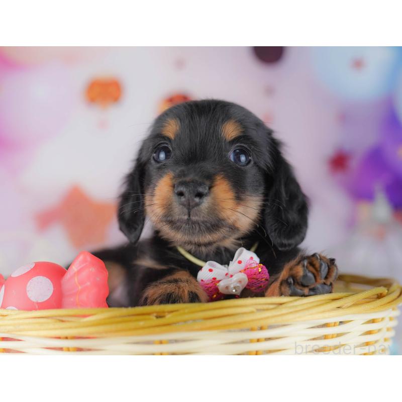 販売中の千葉県のカニンヘンダックスフンド(ロングヘアード)-428716の11枚目