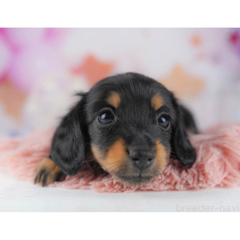 販売中の千葉県のカニンヘンダックスフンド(ロングヘアード)-428716の9枚目