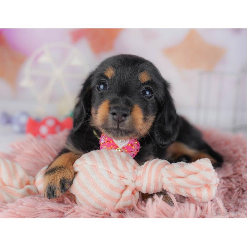 販売中の千葉県のカニンヘンダックスフンド(ロングヘアード)-428716の8枚目