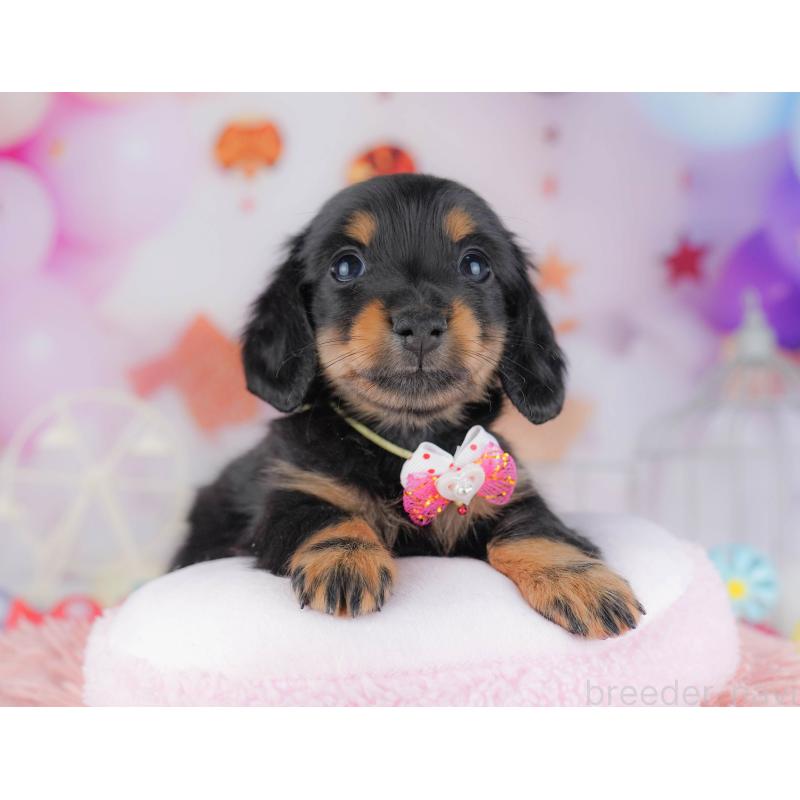 販売中の千葉県のカニンヘンダックスフンド(ロングヘアード)-428716の7枚目