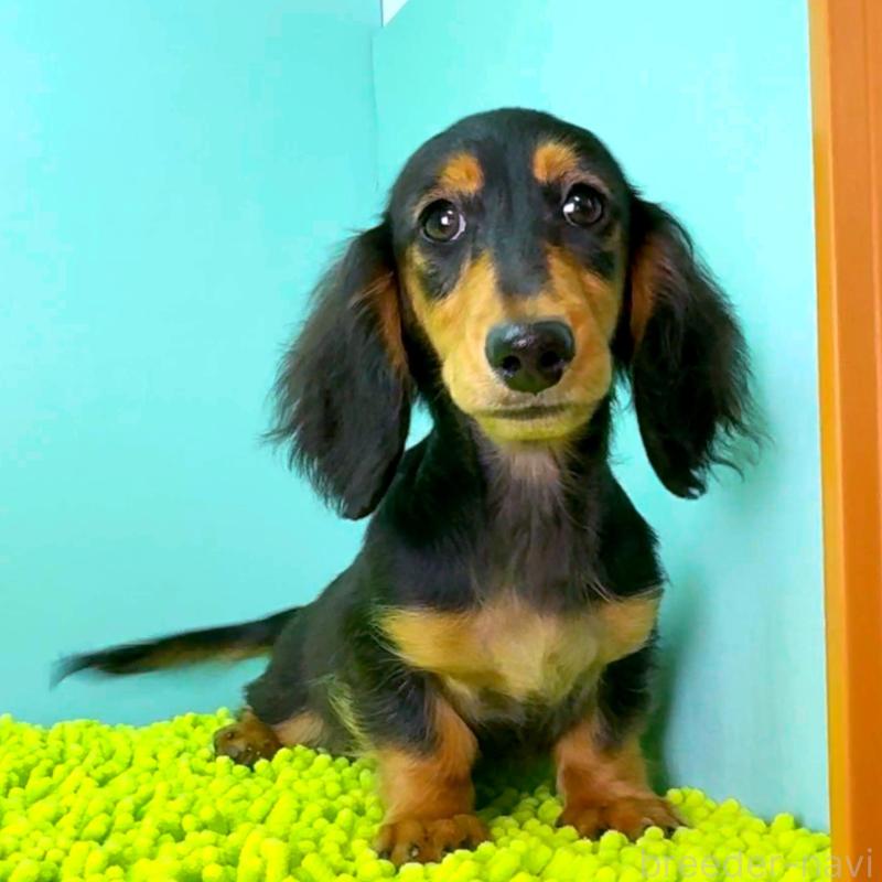 成約済の栃木県のミニチュアダックスフンド(ロングヘアード)-414345の5枚目