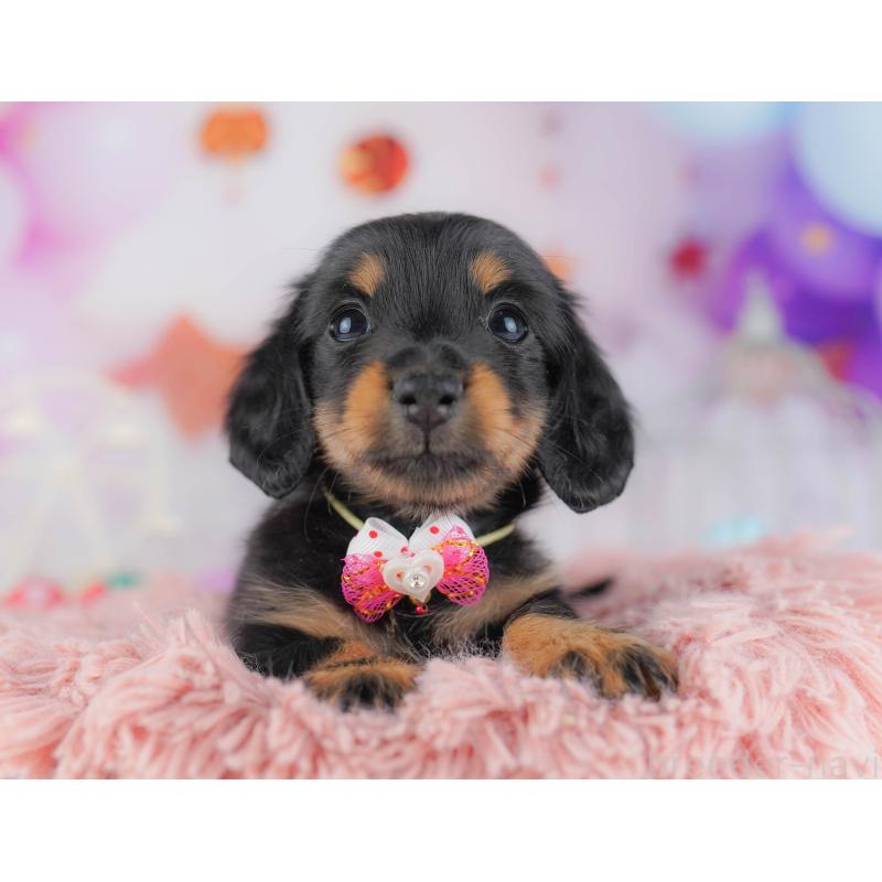 販売中の千葉県のカニンヘンダックスフンド(ロングヘアード)-428716の5枚目