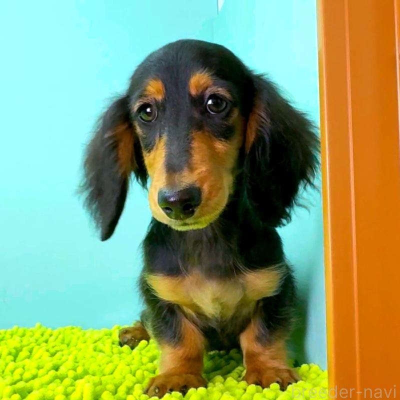 成約済の栃木県のミニチュアダックスフンド(ロングヘアード)-414345の4枚目