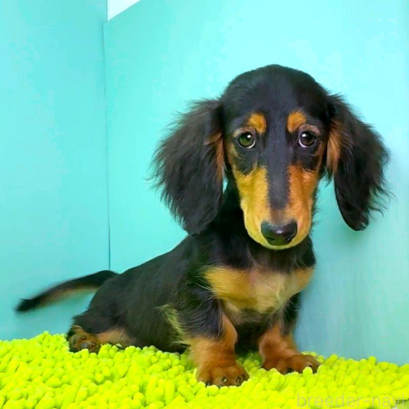 成約済の栃木県のミニチュアダックスフンド(ロングヘアード)-414345の3枚目