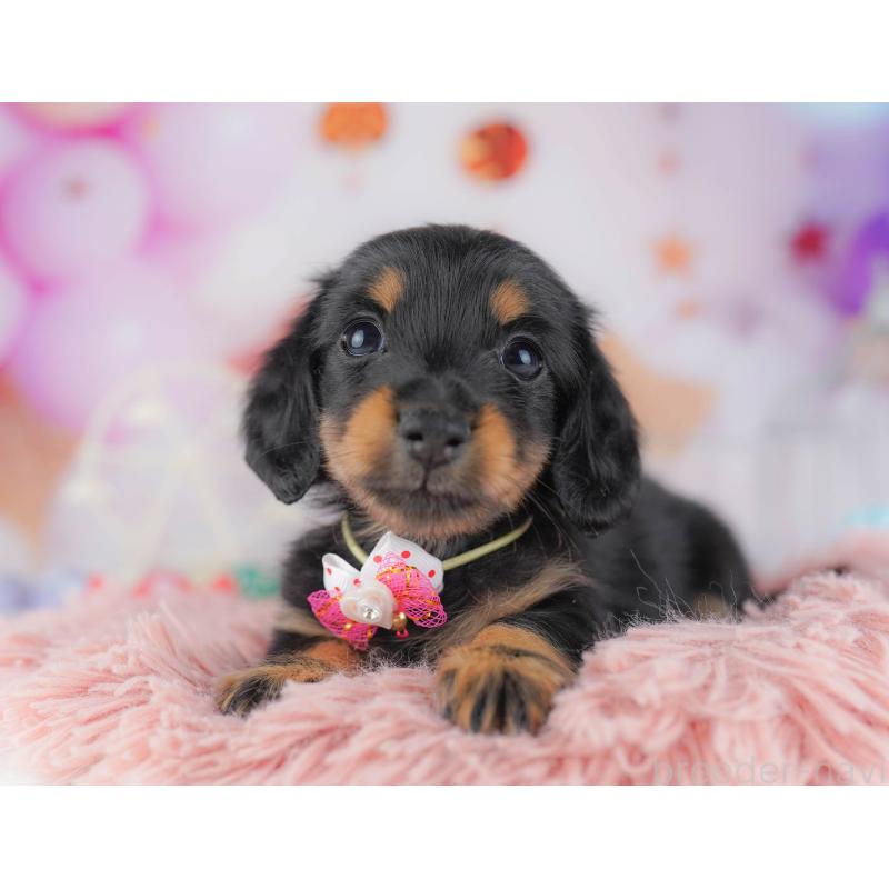 販売中の千葉県のカニンヘンダックスフンド(ロングヘアード)-428716の3枚目