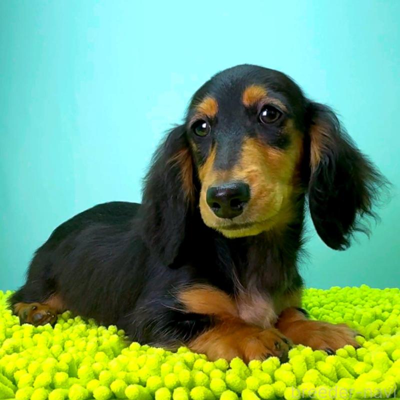 成約済の栃木県のミニチュアダックスフンド(ロングヘアード)-414345の2枚目