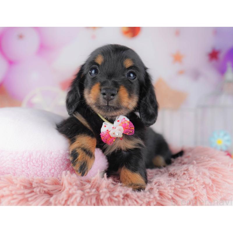 販売中の千葉県のカニンヘンダックスフンド(ロングヘアード)-428716の2枚目