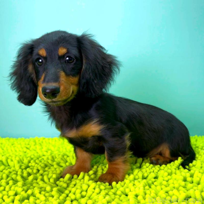 販売中の栃木県のミニチュアダックスフンド(ロングヘアード)-414361の9枚目