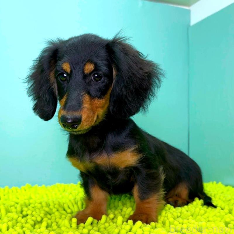 販売中の栃木県のミニチュアダックスフンド(ロングヘアード)-414361の8枚目