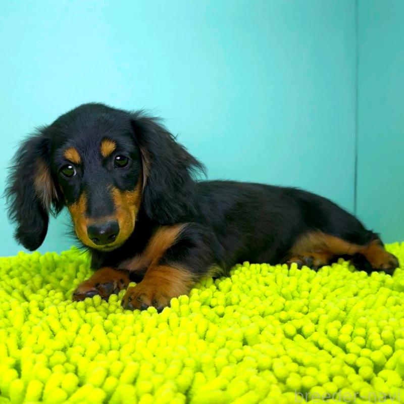 販売中の栃木県のミニチュアダックスフンド(ロングヘアード)-414361の7枚目