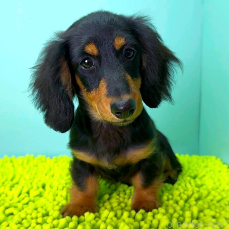 販売中の栃木県のミニチュアダックスフンド(ロングヘアード)-414361の6枚目