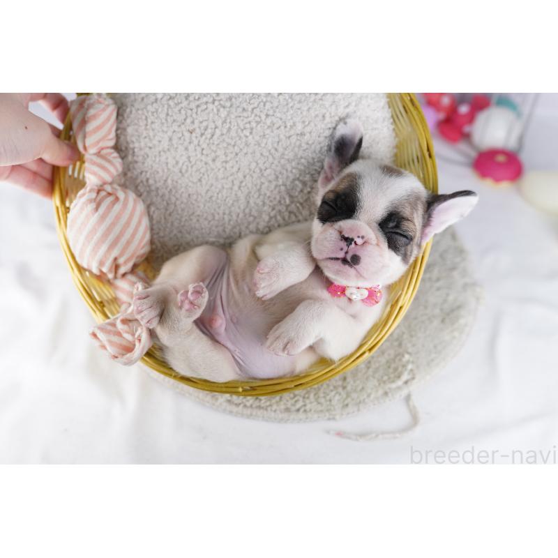 販売中の千葉県のフレンチブルドッグ-428719の11枚目