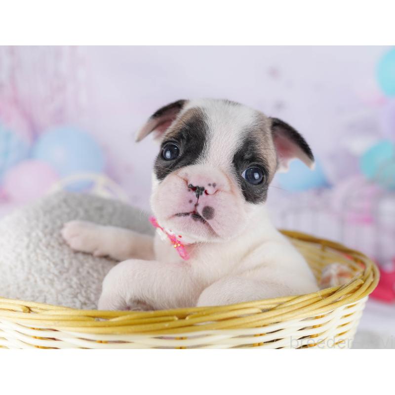 販売中の千葉県のフレンチブルドッグ-428719の6枚目