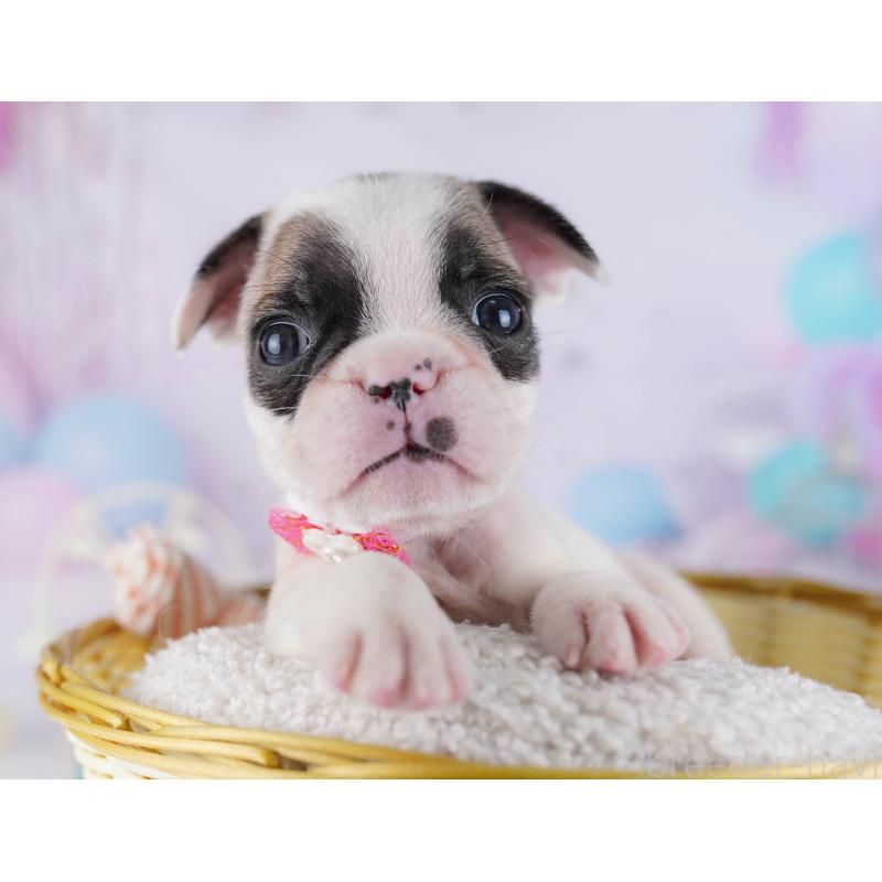 販売中の千葉県のフレンチブルドッグ-428719の4枚目