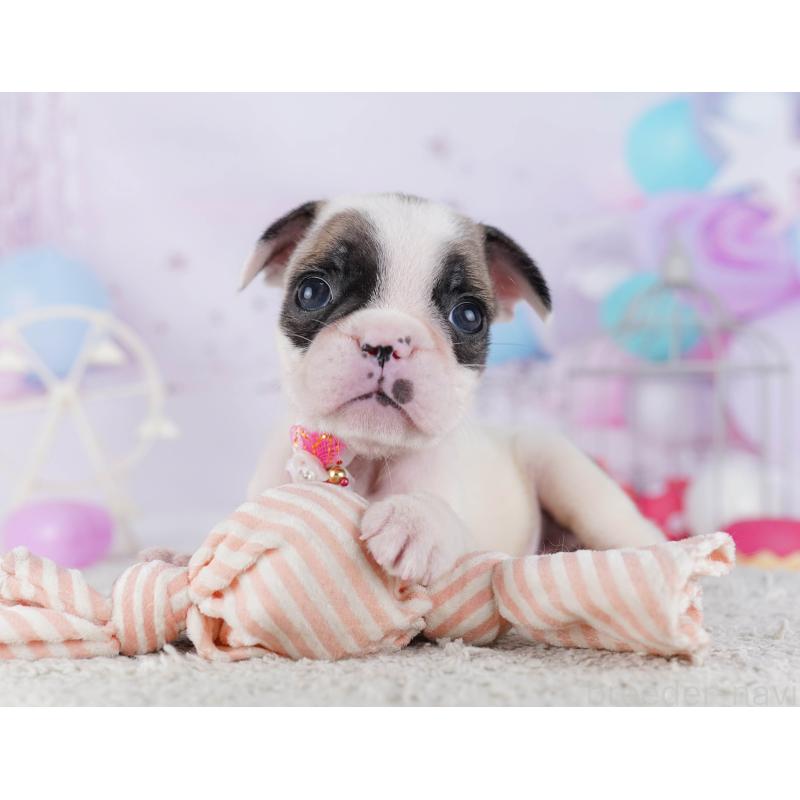 販売中の千葉県のフレンチブルドッグ-428719の3枚目