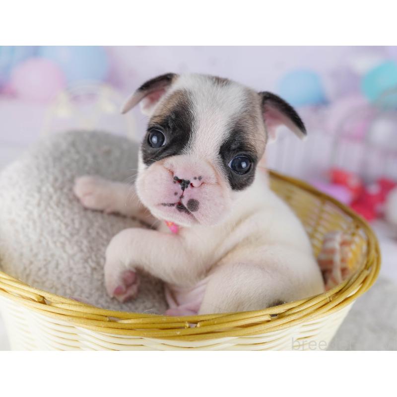販売中の千葉県のフレンチブルドッグ-428719の2枚目