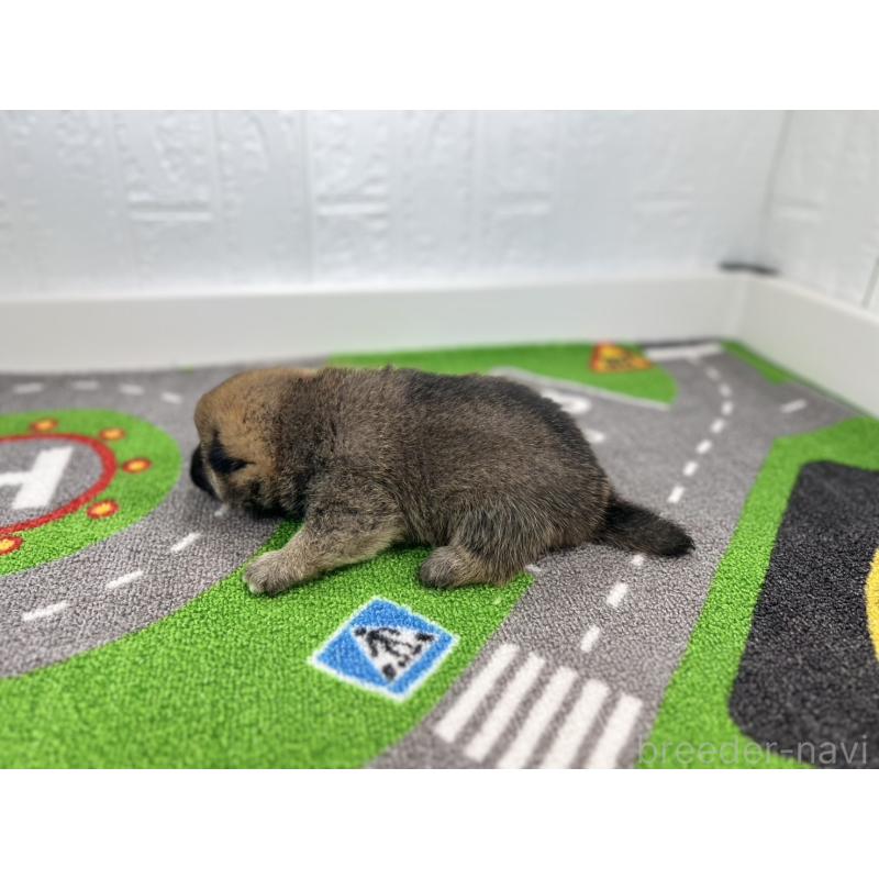 販売中の愛知県の豆柴-428720の6枚目