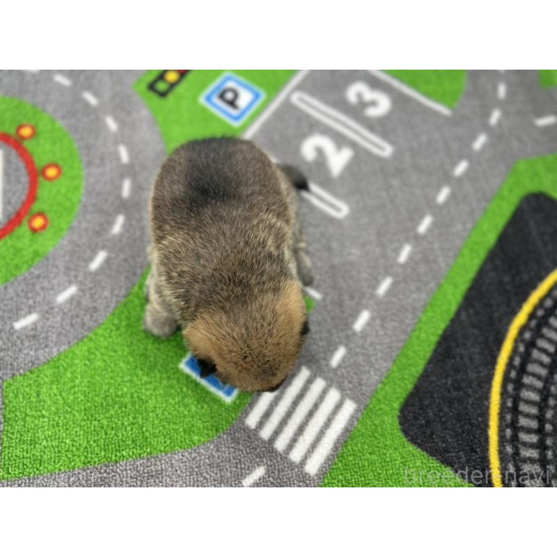 販売中の愛知県の豆柴-428720の5枚目