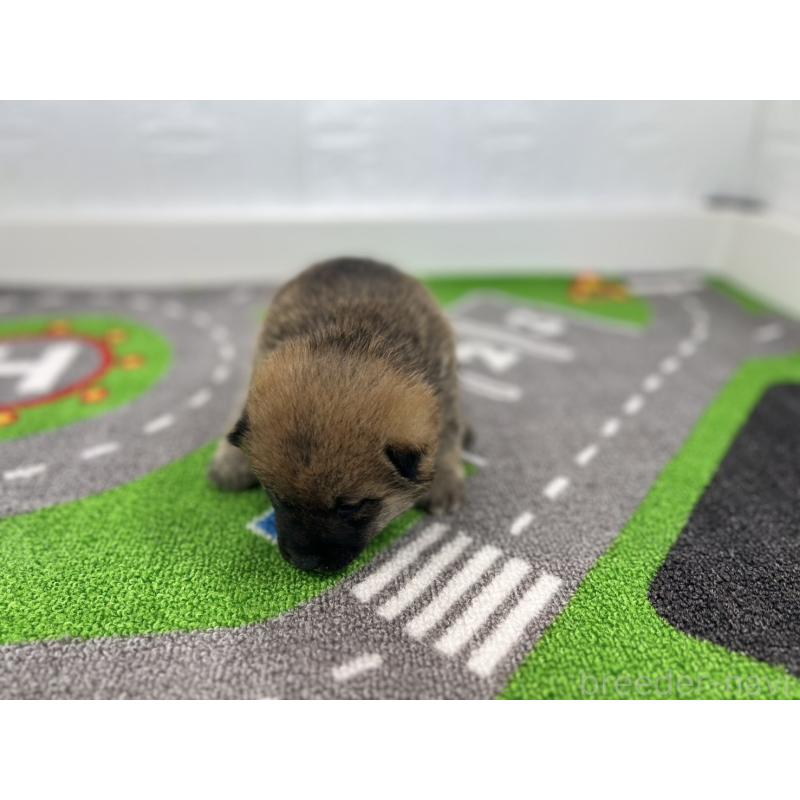 販売中の愛知県の豆柴-428720の4枚目