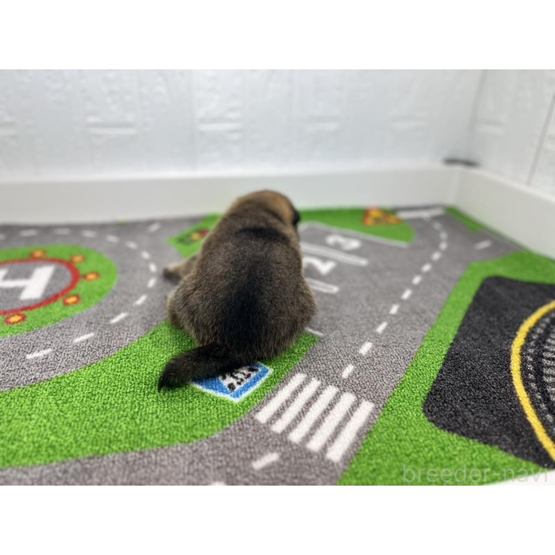 販売中の愛知県の豆柴-428720の3枚目