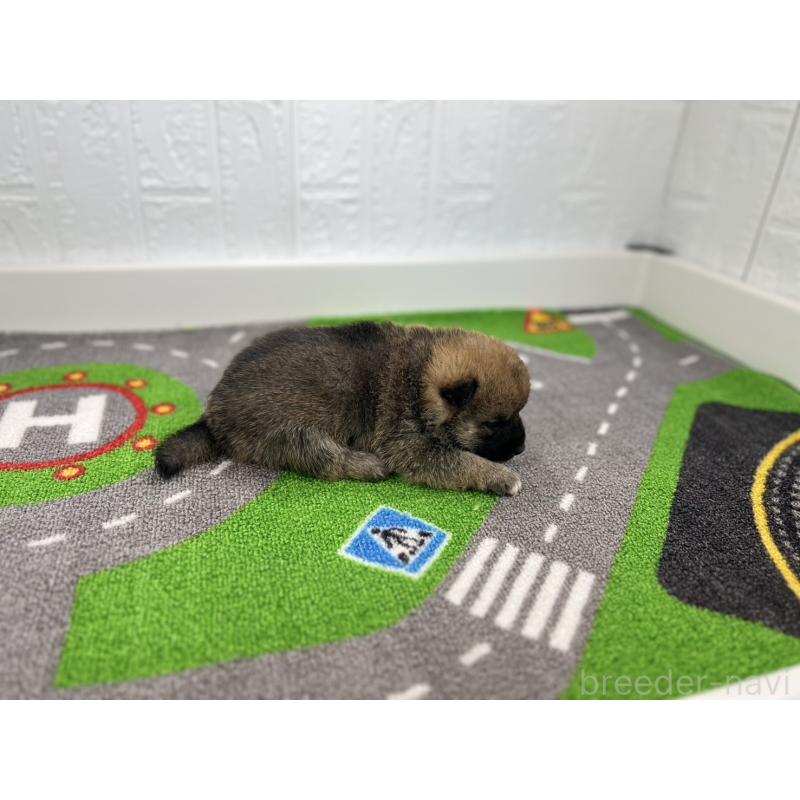 販売中の愛知県の豆柴-428720の2枚目