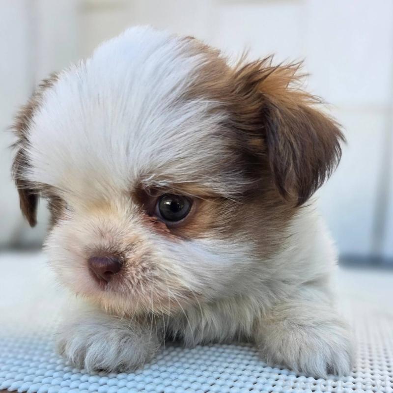 成約済の茨城県のチワズー:チワワ×シーズー-423711の5枚目