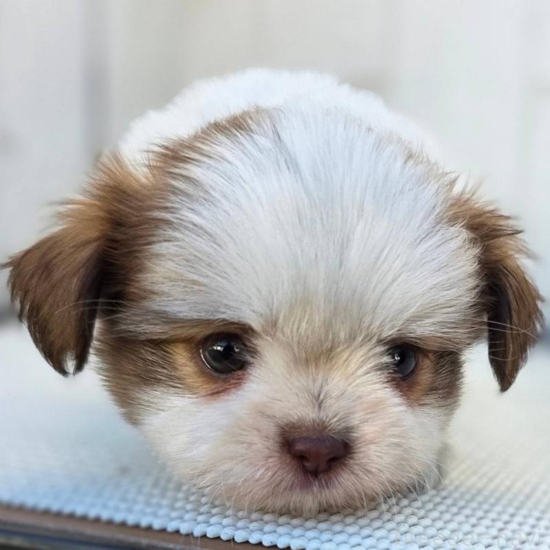 成約済の茨城県のチワズー:チワワ×シーズー-423711の4枚目