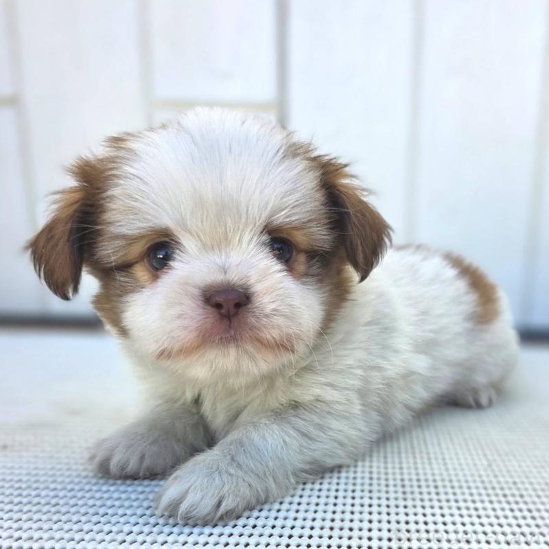 成約済の茨城県のチワズー:チワワ×シーズー-423711の1枚目