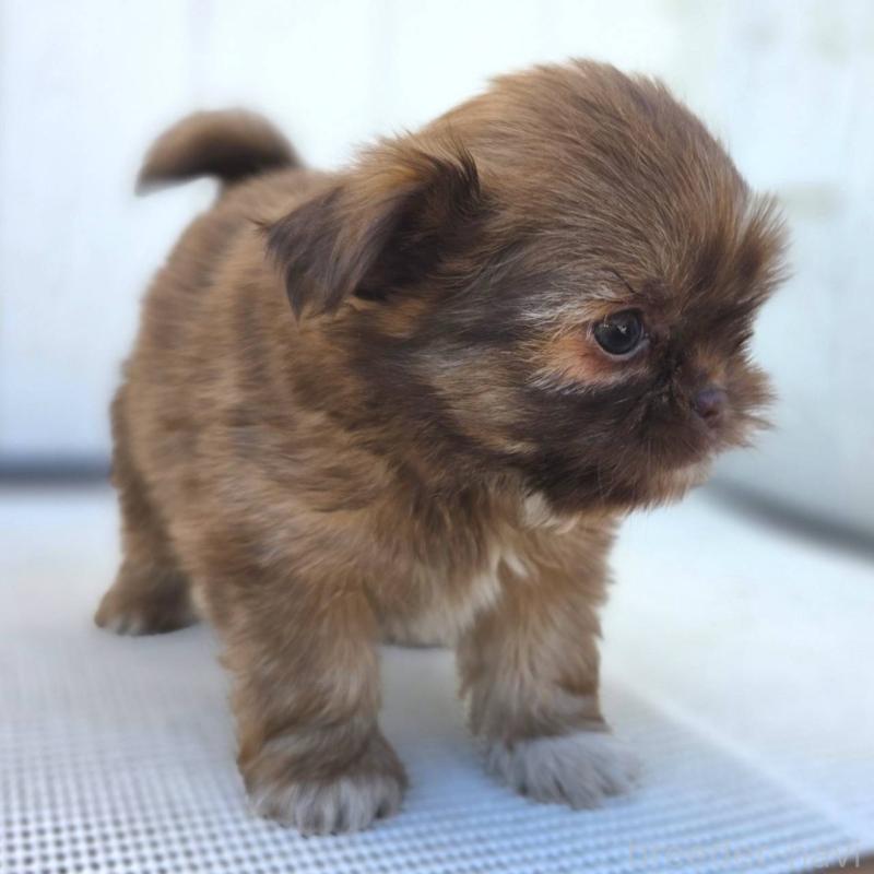 成約済の茨城県のチワズー:チワワ×シーズー-423712の13枚目