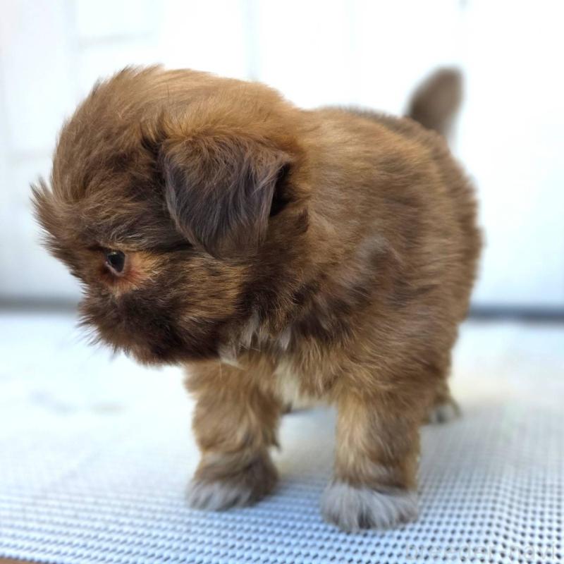 成約済の茨城県のチワズー:チワワ×シーズー-423712の12枚目