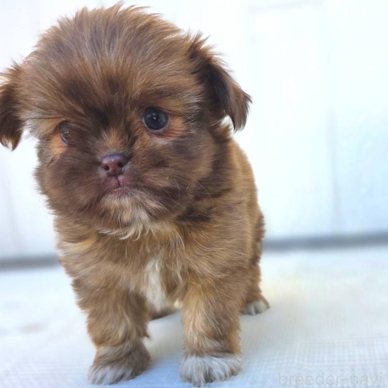 成約済の茨城県のチワズー:チワワ×シーズー-423712の11枚目