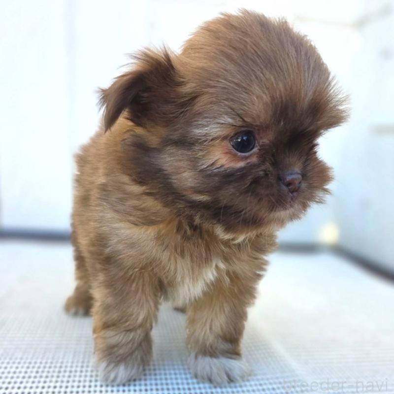 成約済の茨城県のチワズー:チワワ×シーズー-423712の10枚目