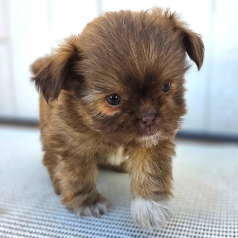 成約済の茨城県のチワズー:チワワ×シーズー-423712の9枚目